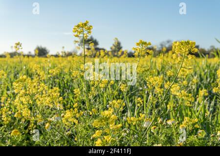 Field of yellow wild flowers called Wild Mustards (Sinapis arvensis). Wild plants from the interior of the island of Mallorca, Spain Stock Photo
