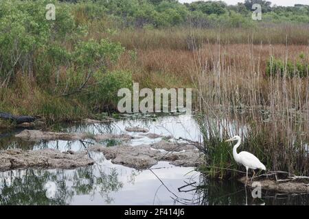 Great Blue Heron white morph (Ardea herodias) Everglades National Park, florida, USA BI000669 Stock Photo