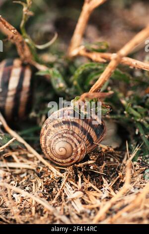 Giant Garden Snail On Dry Grass Selective Focus.. Garden Snail On Dry Grass Selective Focus. Stock Photo