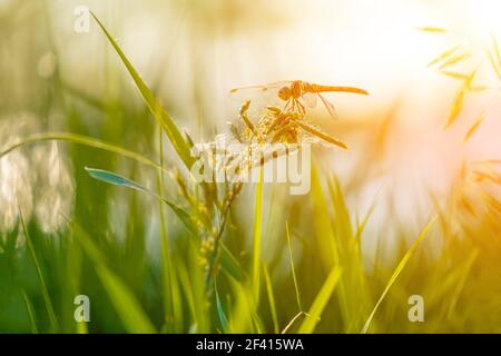 Beautiful closeup silhouette dragonfly on the grass in morning sunshine, copyspace beneath. Beautiful closeup silhouette dragonfly on the grass in morning sunshine Stock Photo