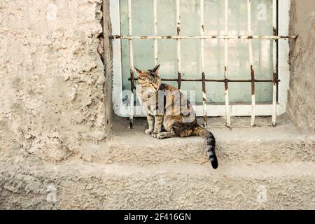 Calico cat sitting on windowsill of gridded window.. Calico cat sitting on sill of gridded window. Stock Photo