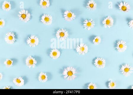 Many small daisy flowers with white petals on blue background Stock Photo