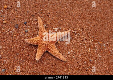 Lonely starfish lying on sand as tourist sunbathing, copy space. Lonely starfish lying on sand as tourist sunbathing Stock Photo