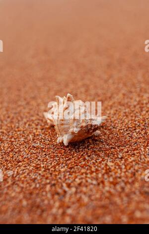 Seashell on the sand selective focus, a lot of space for text. Seashell on the sand selective focus Stock Photo