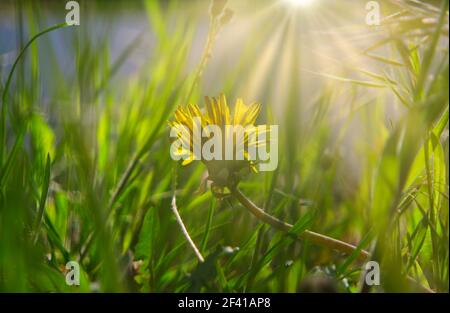 Small yellow flower of young dandelion hiding in grass in April with flares on sunny background. Small yellow flower of young dandelion hiding in grass in April with flares on background Stock Photo