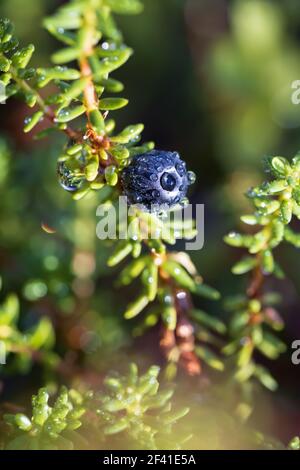 Empetrum nigrum, crowberry, black crowberry, in western Alaska, blackberry is a flowering plant species in the heather family Ericaceae with a near circumboreal distribution in the northern hemisphere Stock Photo