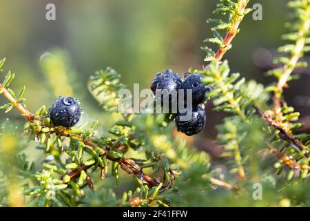 Empetrum nigrum, crowberry, black crowberry, in western Alaska, blackberry is a flowering plant species in the heather family Ericaceae with a near circumboreal distribution in the northern hemisphere Stock Photo