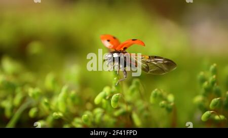 Close-up wildlife of a ladybug in the green grass in the forest. Macrocosm in the wild. Coccinella septempunctata, the seven-spot ladybird, is the most common ladybird in Europe. Stock Photo