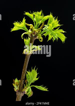 New small green leaves of maple tree branch or acer on black background. Stock Photo