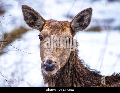 closeup shot of a deer during wintertime, highlighting its innocent expression and the texture of its fur-covered body, as it gazes intently forward Stock Photo