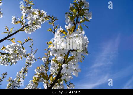 Branches of blossoming cherry on blue sky with copy space. Flowers of spring nature. Stock Photo