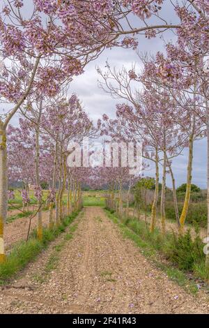 Growing Paulonia Imperial (Paulownia tomentosa) with purple flowers on a cloudy day in the interior of the island of Mallorca, Spain Stock Photo