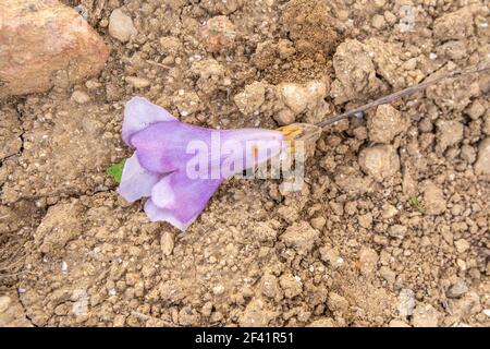 Growing Paulonia Imperial (Paulownia tomentosa) with purple flowers on a cloudy day in the interior of the island of Mallorca, Spain Stock Photo