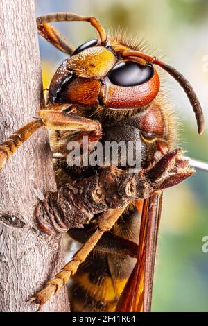 Macro shot of hornet insect in nature. Top margin of the head and all body details are well seen on the picture. Stock Photo