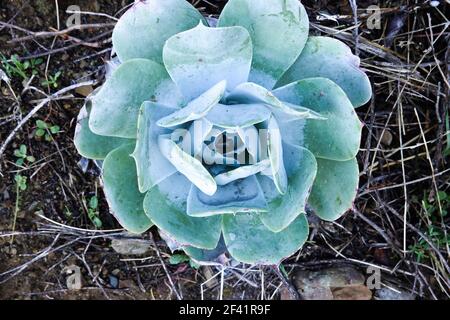 Dudleya brittonii growing  in the Cleveland national forest California Stock Photo