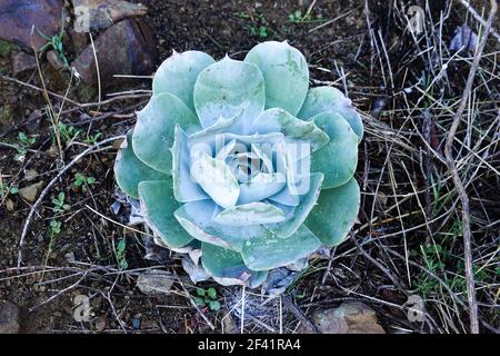 Dudleya brittonii growing  in the Cleveland national forest California Stock Photo