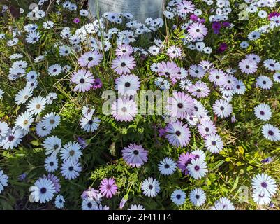 Beautiful field of colorful african daisies, Dimorphoteca Ecklonis Stock Photo