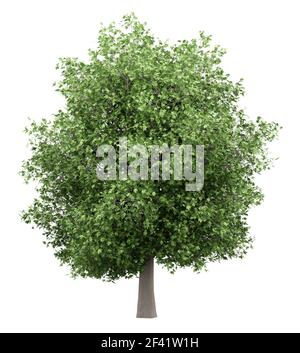 common fig tree isolated on white background. 3d illustration Stock Photo