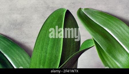 Green tropical plant leaves on gray background. Close-up, Stock Photo