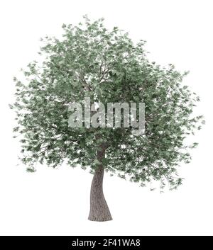 olive tree isolated on white background. 3d illustration Stock Photo