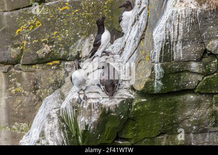 common murre (Uria aalge)  on shorline at Cape St. Mary's ecological reserve, Newfoundland, Canada Stock Photo