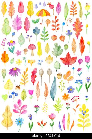Set of watercolor flowers and leaves on a white background. Hand drawn botanical autumn design elements Stock Photo
