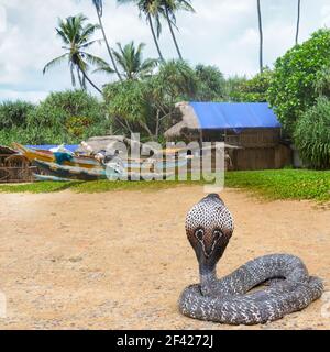 King cobra in the wild nature. Sri Lanka. Stock Photo