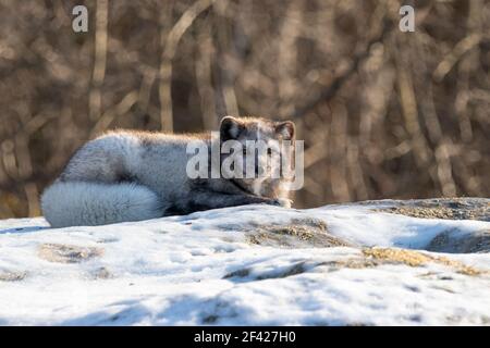 Gray-colored arctic fox curled up on a snow covered rock in the sunshine with its fluffy tail wrapped around itself Stock Photo