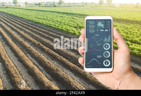 Hand holds mobile phone with crop status analysis infographics. Quality control. Innovative modern technologies in agriculture. Internet of Things. Co Stock Photo
