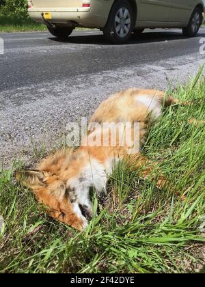 The fox's corpse is lying by road with traffic. Dead fox beside road. Stock Photo