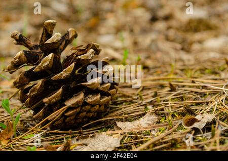 Fir cones on the forest floor with intentional shallow depth of field and vignetting.. Cones lie on the ground with dried pine needles. Stock Photo