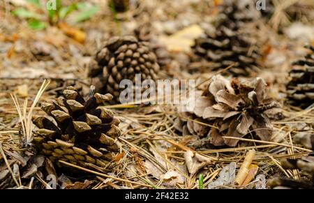 Fir cones on the forest floor with intentional shallow depth of field and vignetting.. Cones lie on the ground with dried pine needles. Stock Photo
