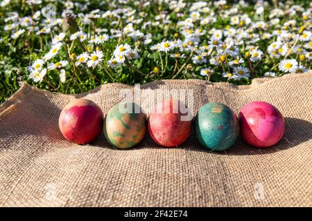 Springtime and Easter concept. Coloured eggs on a jute cloth in a grass full of daisies. Stock Photo