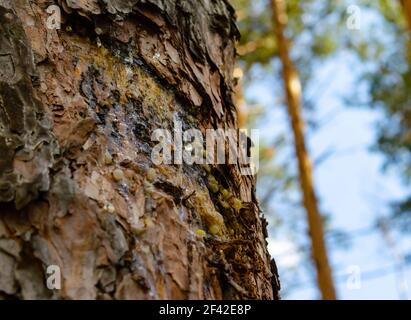 Amber drops of pine resin. Living three drops flow down the bark of the pine trunk. Stock Photo