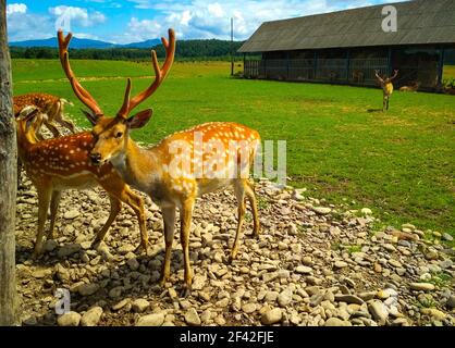 The young sika deers is lit with the sun in the open-air cage of a zoo behind bars. Zoo concept, keeping animals in captivity. Deer antler powder has Stock Photo