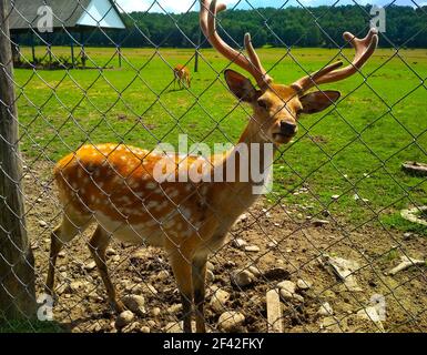 The young sika deer is lit with the sun in the open-air cage of a zoo behind bars. Zoo concept, keeping animals in captivity. Deer antler powder has m Stock Photo