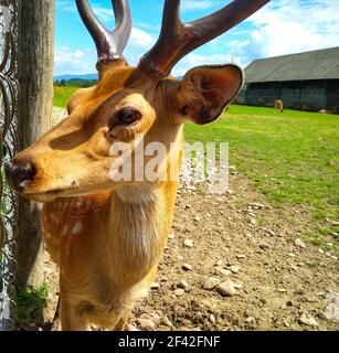 The young sika deer face is lit with the sun in the open-air cage of a zoo behind bars. Zoo concept, keeping animals in captivity. Deer antler powder Stock Photo