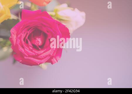 beautiful colorful red, pink, yellow and white roses on a baby pink and grey background for weddings or romantic greetings and wishes. Abstract Stock Photo