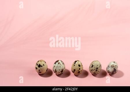 Quail eggs in a row on pink background with palm leaf shadow. Happy Easter concept. Stock Photo