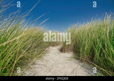 dune with marram grass and blue sky in background at Blavand, Jutland, Denmark Stock Photo