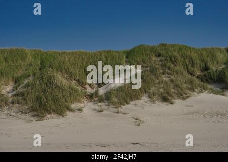 dune with marram and blue sky on sunny day, Denmark Stock Photo