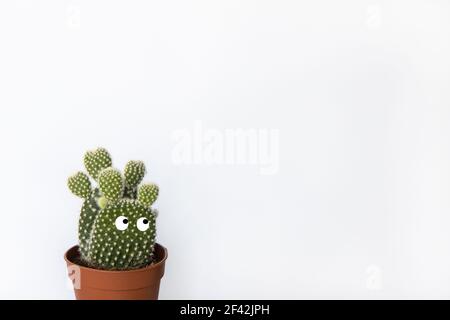 Small prickly pear cactus with eyes in brown pot in white background, copy space. Front view. Concept beauty of nature, urban jungle, home gardening, Stock Photo