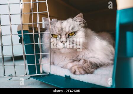 Cute grey cat lying inside plastic pet carrier or travel box or special cage. Pet transportation. Stock Photo