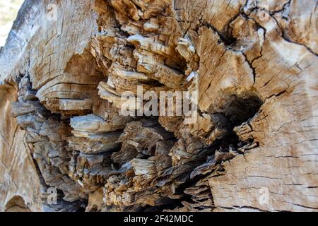 Natural backdrop for embossing design. Wood pattern. Old cracked stump Stock Photo