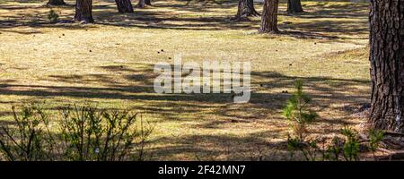 Several pine cones lie on the grass in a baking sun, in a park in Ibusuki, Japan. 2 spring shoots, aka candles, grow in the shadow of the bigger trees Stock Photo