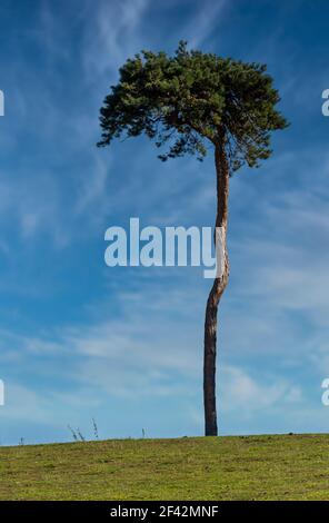 Isolated Tree just outside of Winchelsea in East Sussex, England Stock Photo