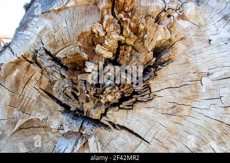 Natural backdrop for embossing design. Wood pattern. Old cracked stump Stock Photo