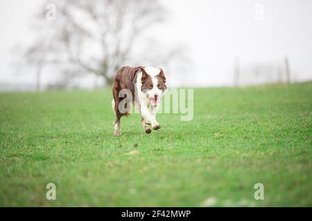 Border Collie sheepdog herding sheep on grass Stock Photo