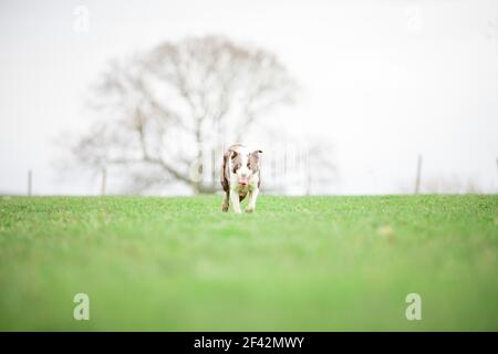 Border Collie sheepdog herding sheep on grass Stock Photo