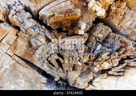 Natural backdrop for embossing design. Wood pattern. Old cracked stump Stock Photo